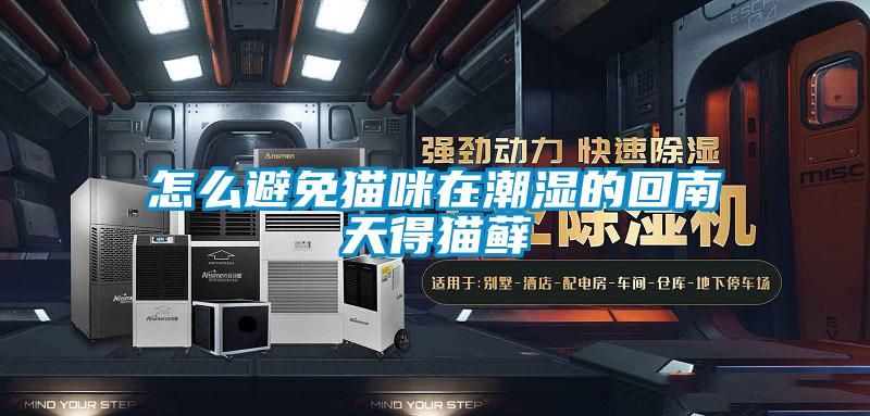 怎么避免貓咪在潮濕的回南天得貓蘚