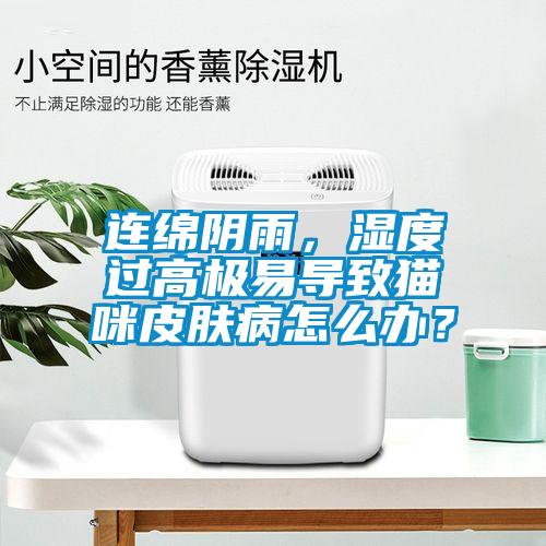 連綿陰雨，濕度過高極易導致貓咪皮膚病怎么辦？